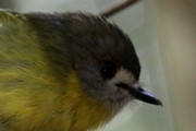 Pale-yellow Robin (Tregellasia capito)